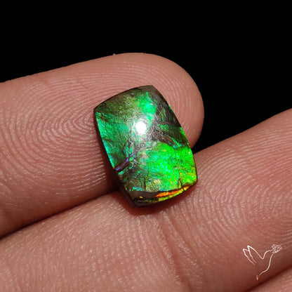 AAA Green Orange Ammolite Cabochon