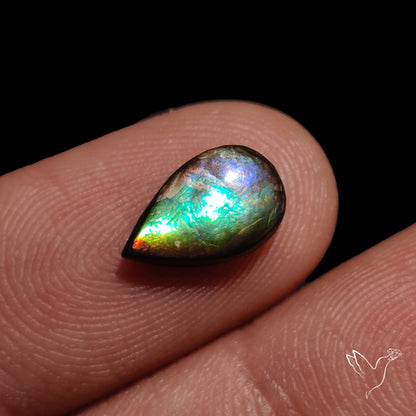 AAA Blue Green Gold Ammolite Cabochon