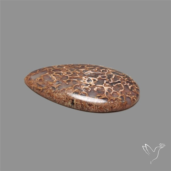 Dinosaur Bone Fossil Cabochon