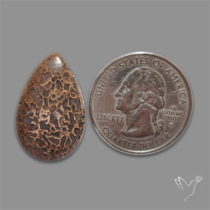 Dinosaur Bone Fossil Cabochon