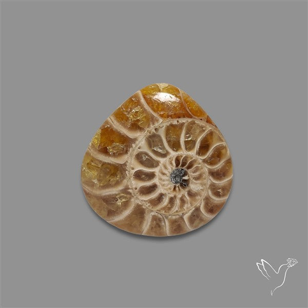 Ammonite Cabochon