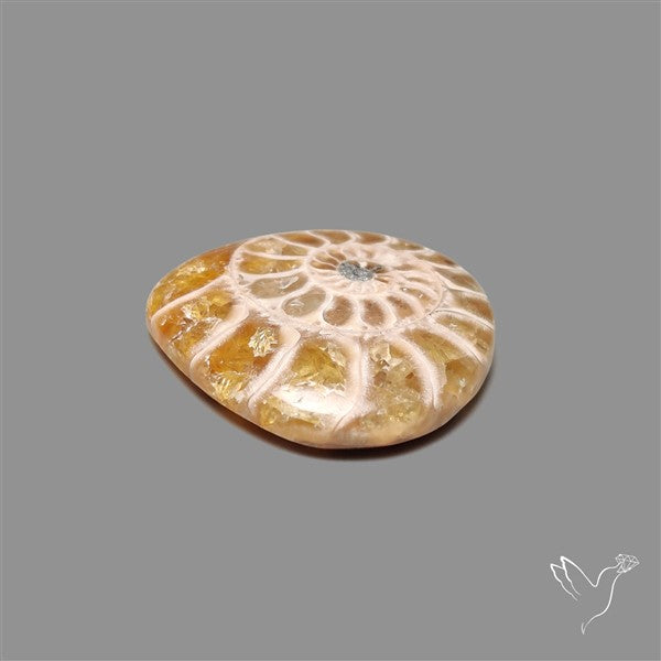 Ammonite Cabochon