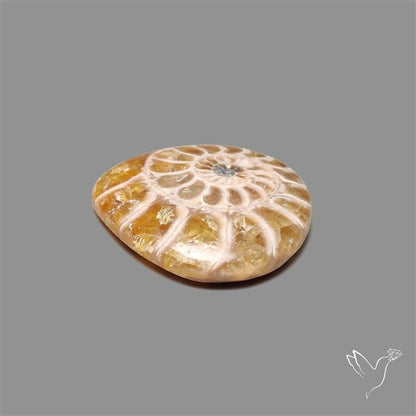 Ammonite Cabochon