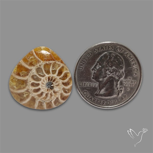 Ammonite Cabochon