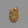 Fossil Coral Cabochon