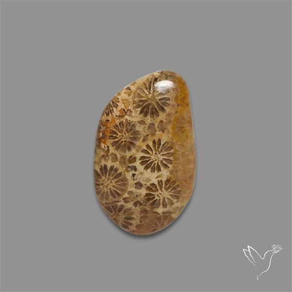 Fossil Coral Cabochon