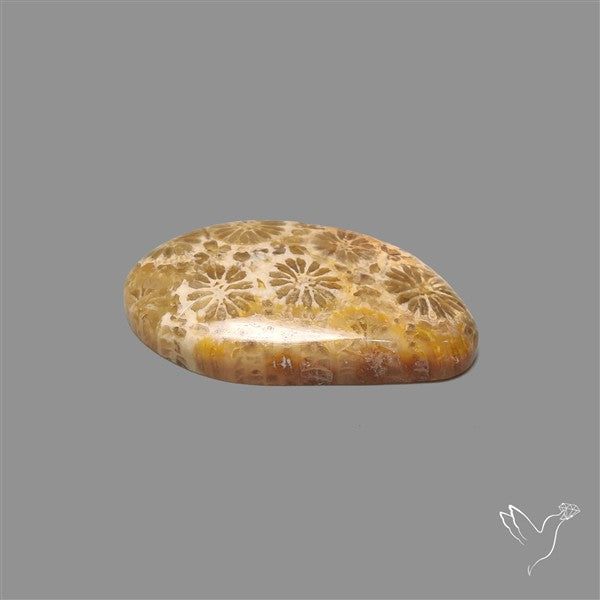 Fossil Coral Cabochon