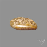 Fossil Coral Cabochon