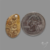 Fossil Coral Cabochon