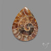 Fossilized Ammonite Cabochon