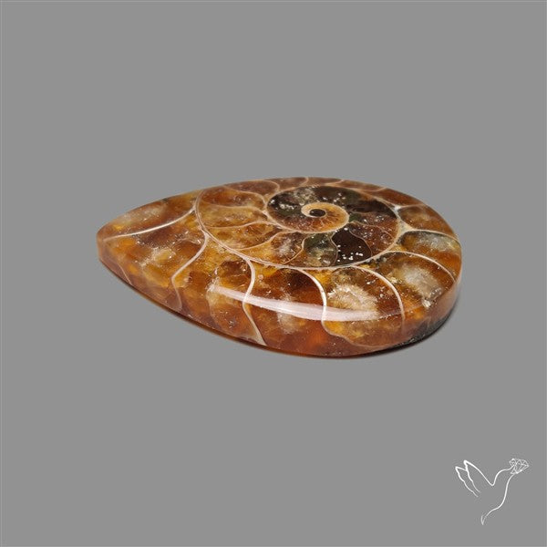 Fossilized Ammonite Cabochon