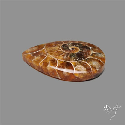 Fossilized Ammonite Cabochon
