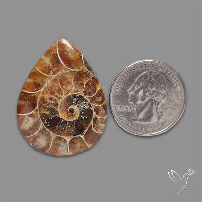 Fossilized Ammonite Cabochon