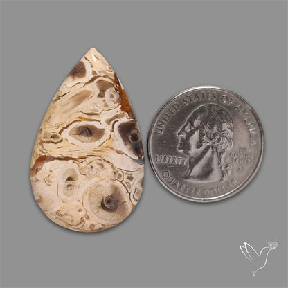 Indonesian Palmroot Agate Cabochon
