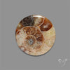 Ammonite Cabochon