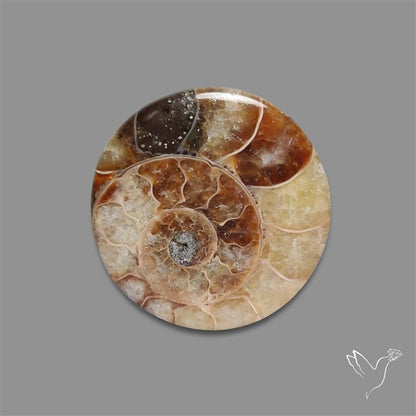 Ammonite Cabochon