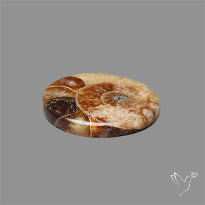 Ammonite Cabochon
