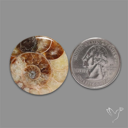 Ammonite Cabochon