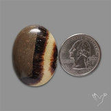 Yellow Septarian Cabochon