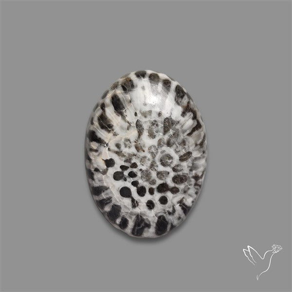 Black Fossil Coral Cabochon