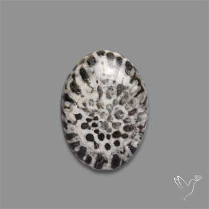Black Fossil Coral Cabochon