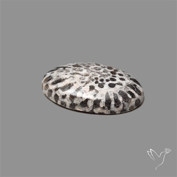 Black Fossil Coral Cabochon