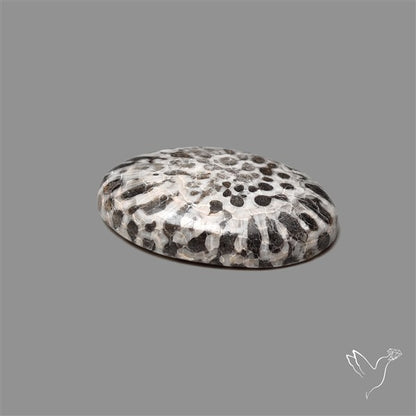 Black Fossil Coral Cabochon
