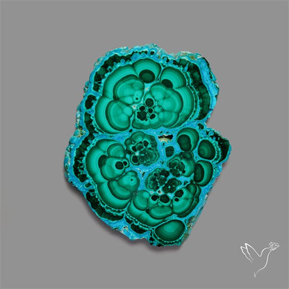 Rare Chrysocolla Malachite Stalacite Slice Selected Patterns