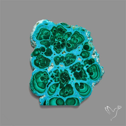 Rare Chrysocolla Malachite Stalacite Slice Selected Patterns