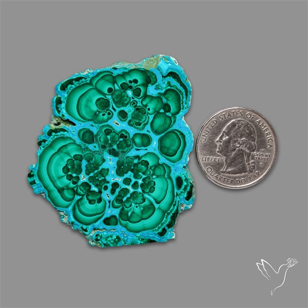 Rare Chrysocolla Malachite Stalacite Slice Selected Patterns