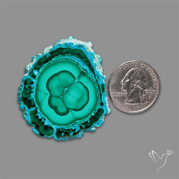Rare Chrysocolla Malachite Stalacite Slice Selected Patterns