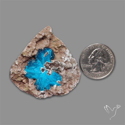 Large Cavansite Druzy Specimen with Flat Backs
