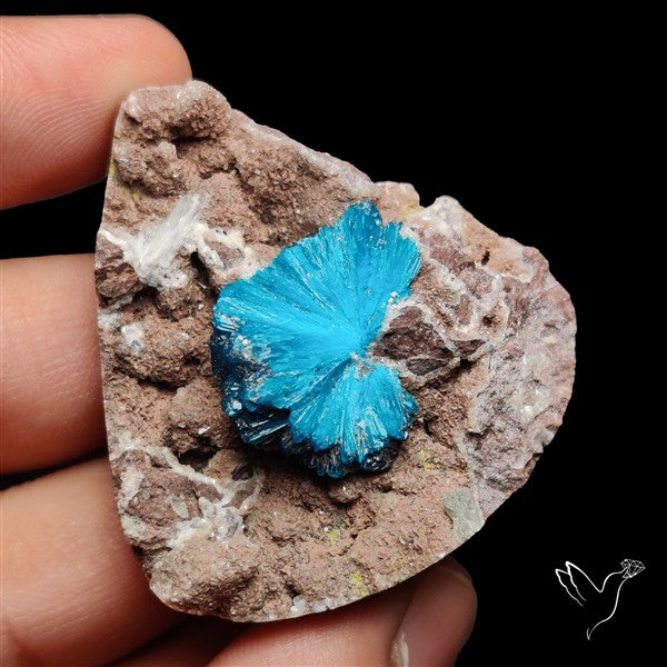 Large Cavansite Druzy Specimen with Flat Backs