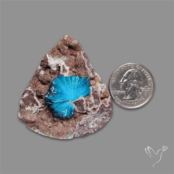Large Cavansite Druzy Specimen with Flat Backs