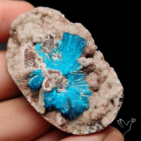 Large Cavansite Druzy Specimen with Flat Backs