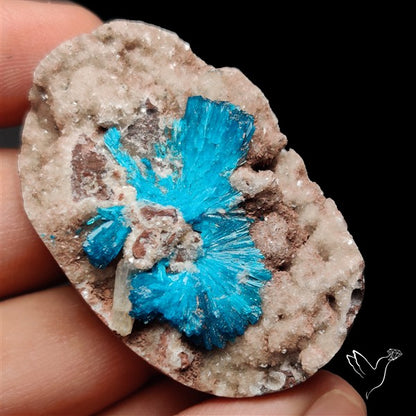 Large Cavansite Druzy Specimen with Flat Backs