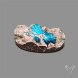 Large Cavansite Druzy Specimen with Flat Backs