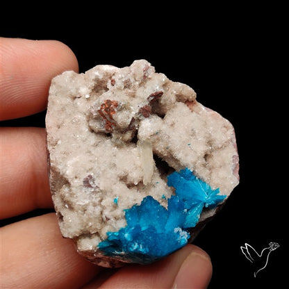 Large Cavansite Druzy Specimen with Flat Backs