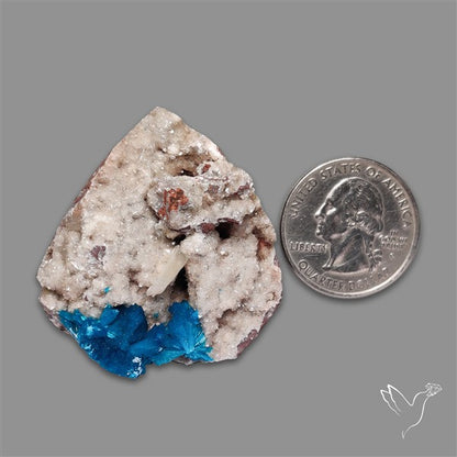 Large Cavansite Druzy Specimen with Flat Backs