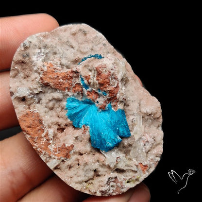 Large Cavansite Druzy Specimen with Flat Backs