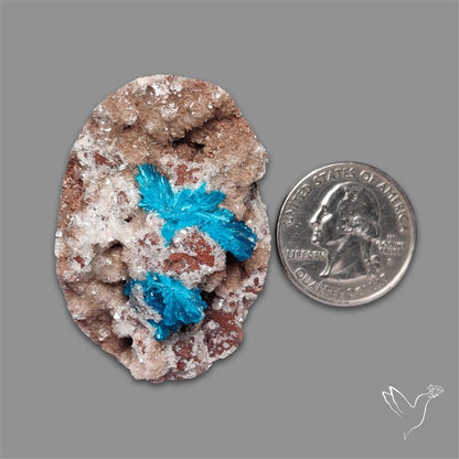 Large Cavansite Druzy Specimen with Flat Backs