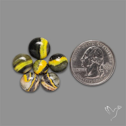Bumble Bee Jasper Rounds Lot