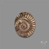Rare Pyritized Ammonite Negative Fossil
