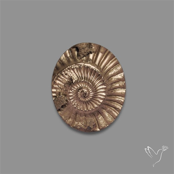 Rare Pyritized Ammonite Negative Fossil