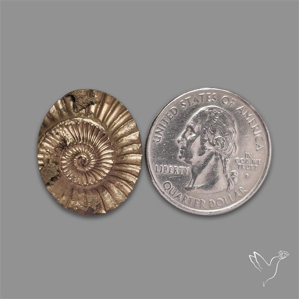 Rare Pyritized Ammonite Negative Fossil