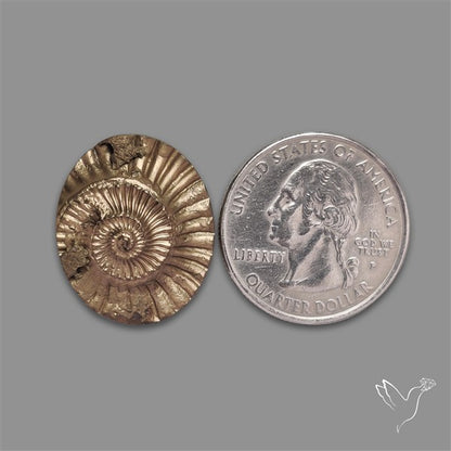 Rare Pyritized Ammonite Negative Fossil