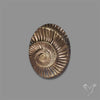 Rare Pyritized Ammonite Negative Fossil