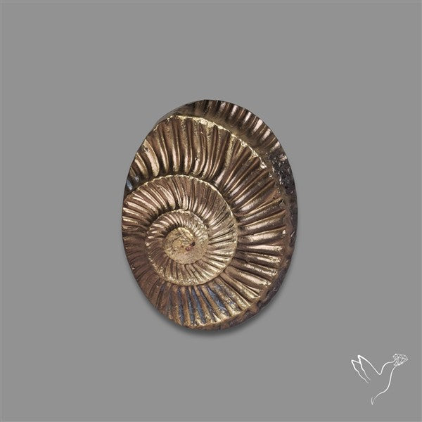 Rare Pyritized Ammonite Negative Fossil