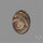 Rare Pyritized Ammonite Negative Fossil