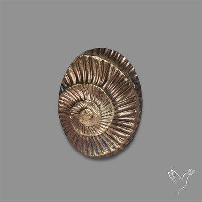 Rare Pyritized Ammonite Negative Fossil